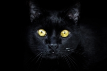 Il gatto nero, animale antico e dal fascino senza tempo - Amici animali -  7giorni